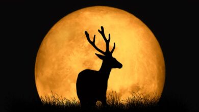 Lunas llenas, superlunas y eclipses en 2023