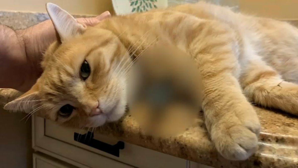 Gato muere tras recibir un disparo de flecha en Queens