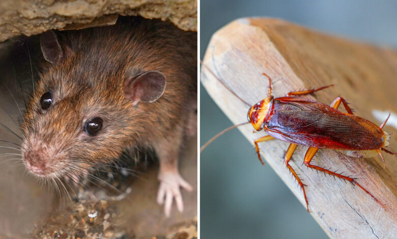 Puedes ponerle el nombre de tu ex a una cucaracha en el Zoológico de San Antonio