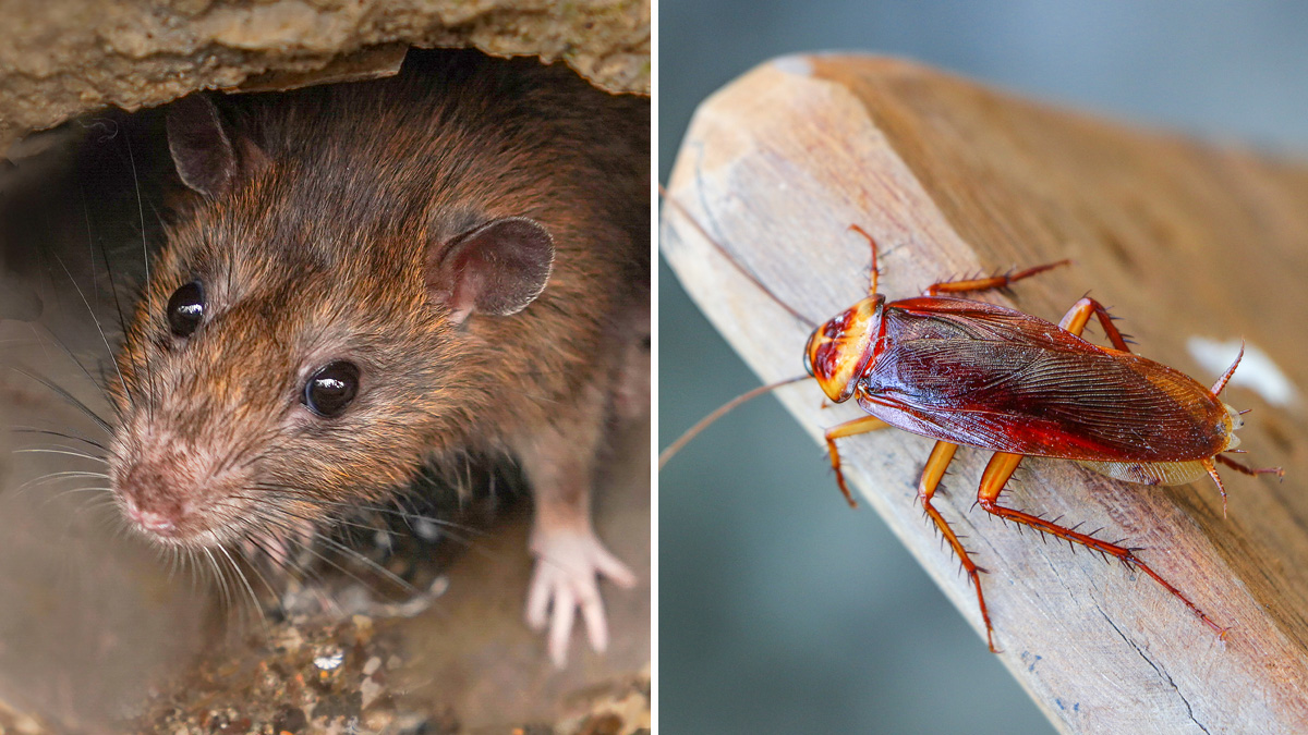 Puedes ponerle el nombre de tu ex a una cucaracha en el Zoológico de San Antonio