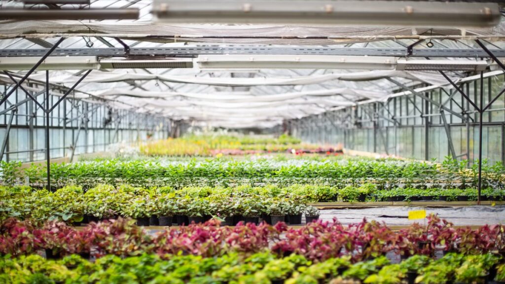 acusan a 2 agricultores de falsamente vender cultivos