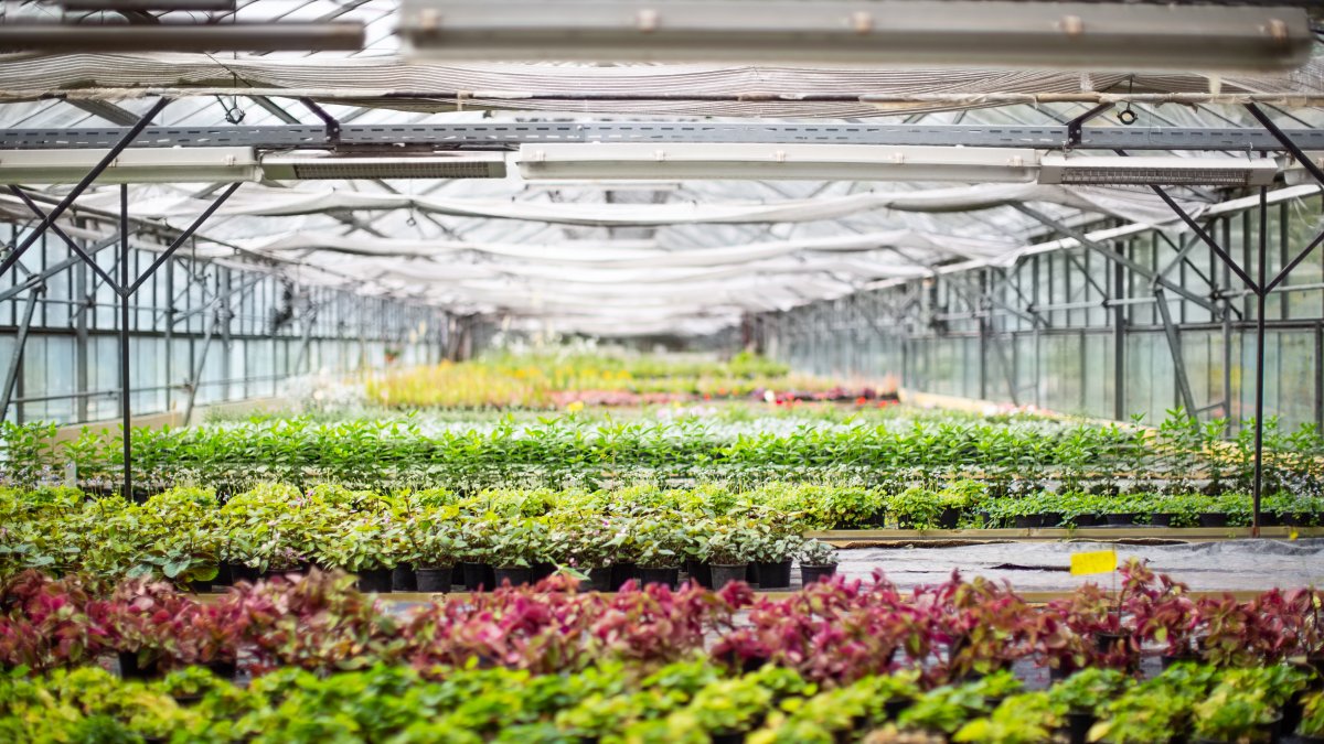 acusan a 2 agricultores de falsamente vender cultivos