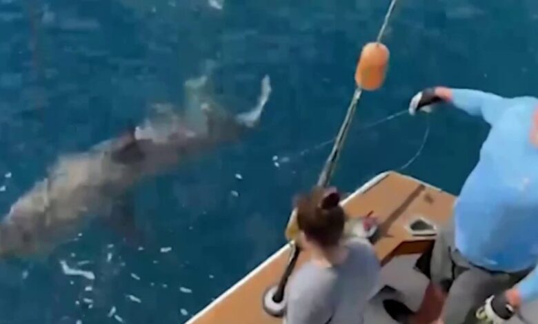Niño de 12 años captura un enorme tiburón blanco