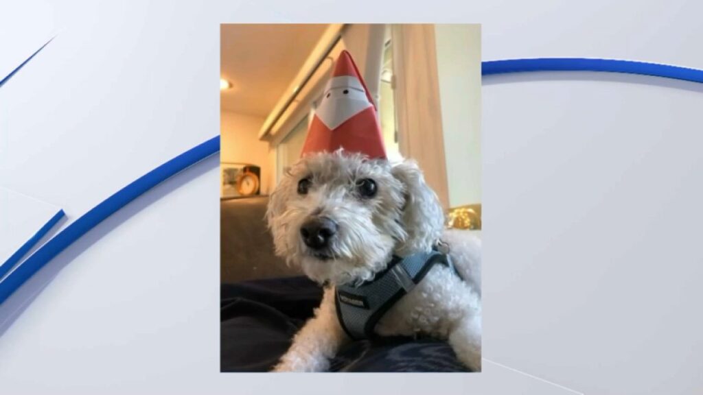 Coyotes atacan a un perro en San José