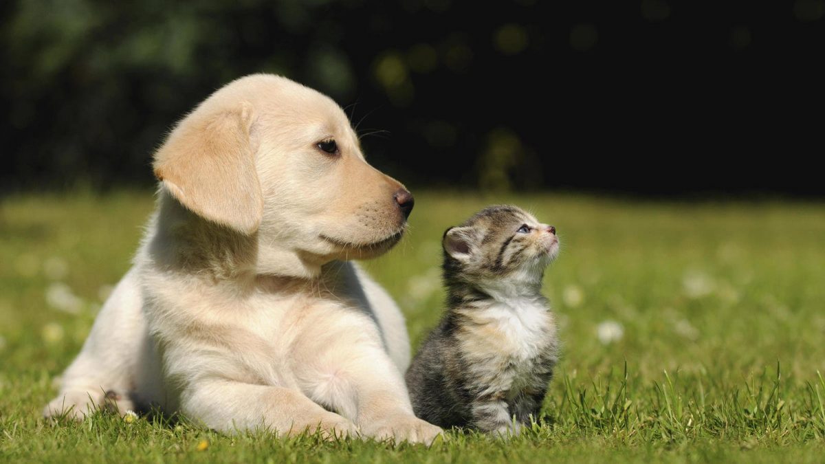 5 países donde todavía comen carne de perro y gato