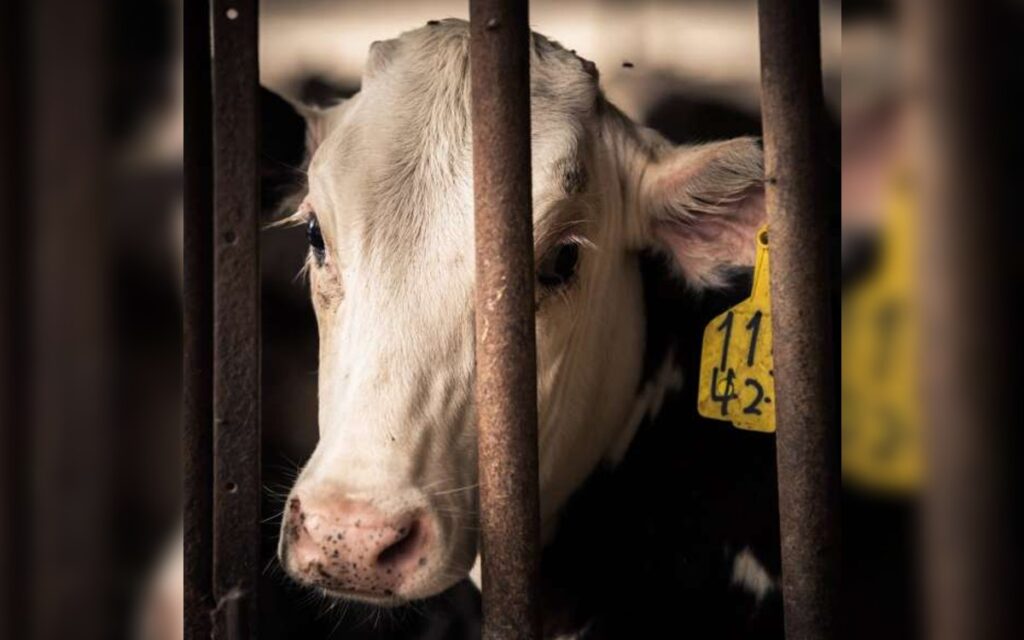 A un paso de cambiar la Constitución a favor del trato digno a los animales: Igualdad Animal