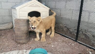 Asegura Profepa cachorro de león enjaulado en un domicilio particular de Puebla