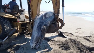 Ballena recién nacida fallece tras quedar varada en Acapulco