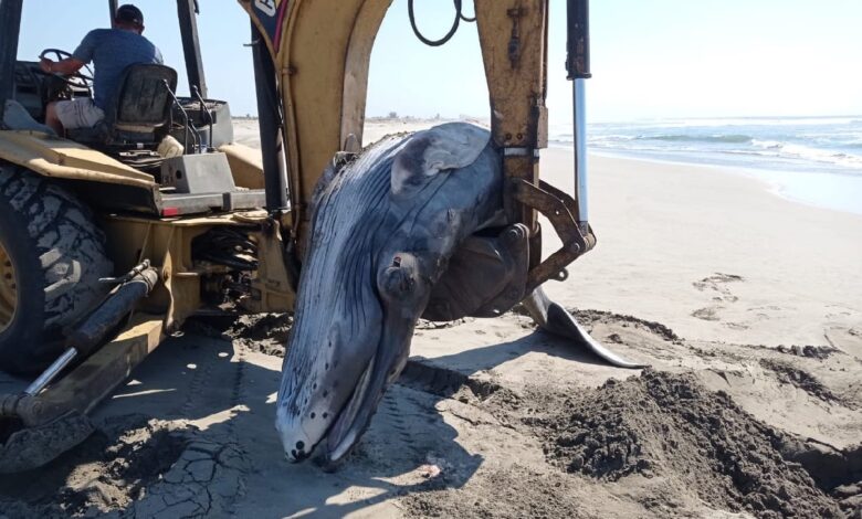 Ballena recién nacida fallece tras quedar varada en Acapulco