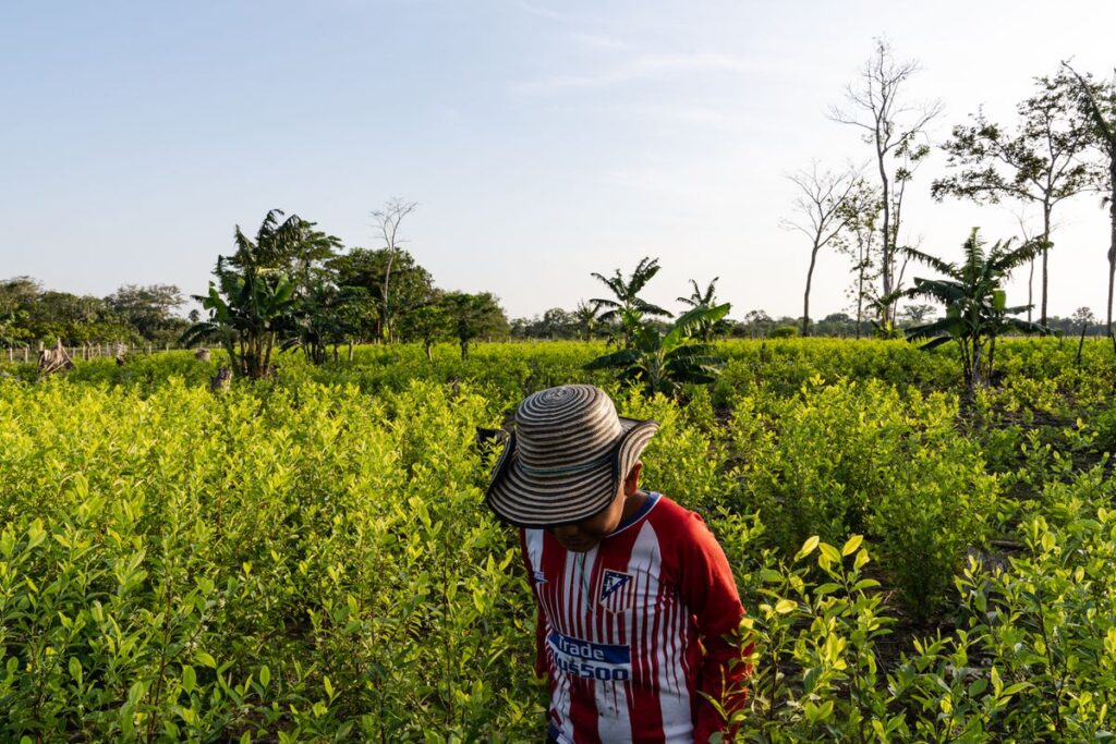 Coca y sangre: la represión oculta del Ejército colombiano