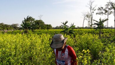 Coca y sangre: la represión oculta del Ejército colombiano