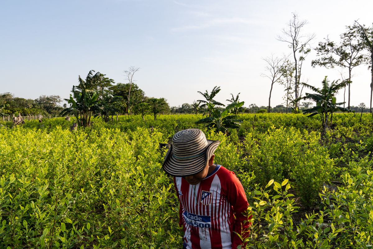 Coca y sangre: la represión oculta del Ejército colombiano