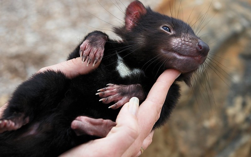 Curiosidades del diablo de Tasmania