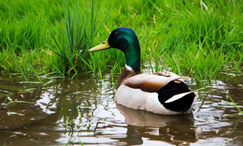 Daily Crunch: en una transacción en efectivo, la firma de capital privado compra la startup de insurtech Duck Creek por $ 2.6B