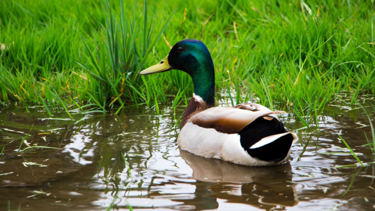 Daily Crunch: en una transacción en efectivo, la firma de capital privado compra la startup de insurtech Duck Creek por $ 2.6B