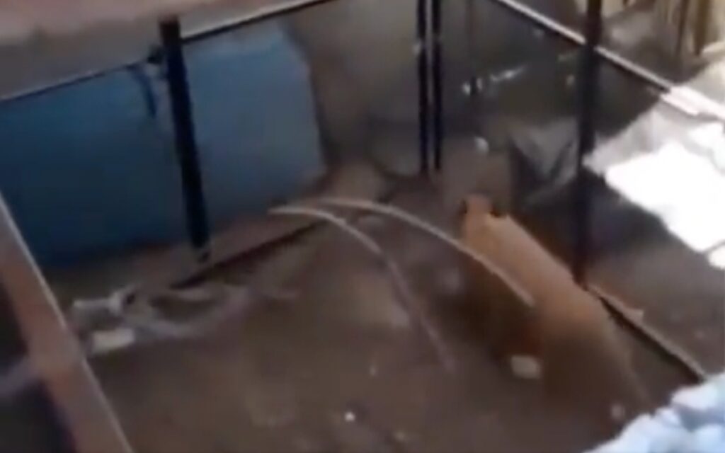 Denuncian león enjaulado en una casa de Puebla | Video