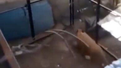 Denuncian león enjaulado en una casa de Puebla | Video
