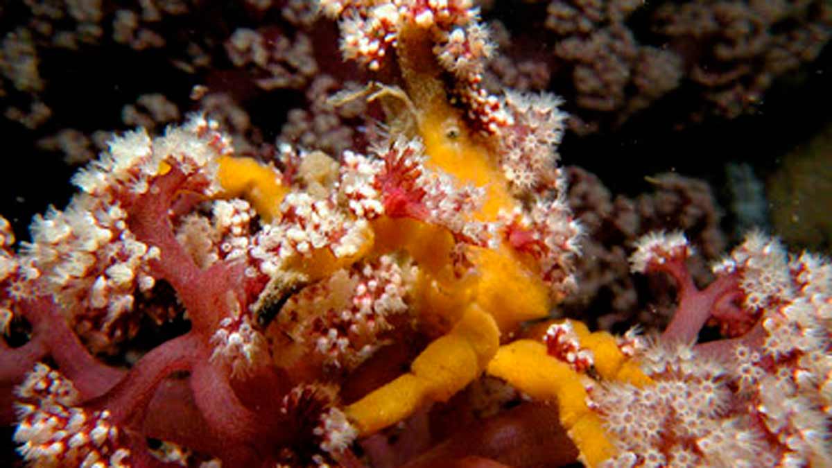 El asombroso camuflaje del cangrejo decorador