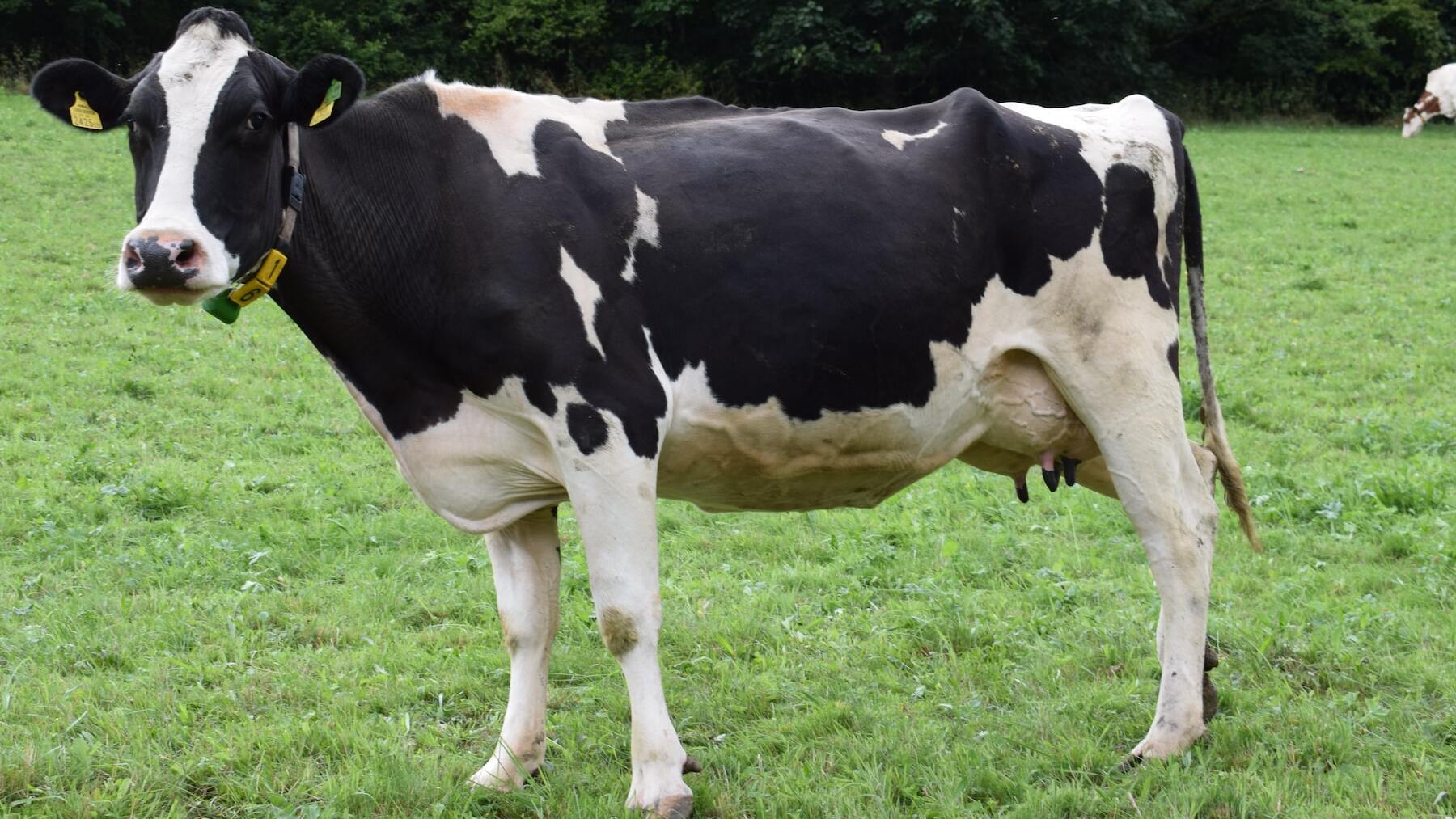 El curioso motivo por el que pintan en Japón a las vacas como si fueran cebras