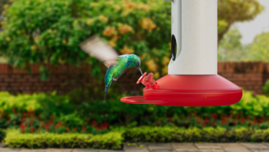 El nuevo comedero inteligente para colibríes de Bird Buddy puede fotografiar e identificar 350 especies de aves diferentes