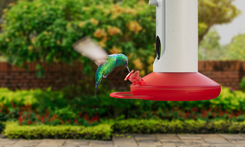 El nuevo comedero inteligente para colibríes de Bird Buddy puede fotografiar e identificar 350 especies de aves diferentes