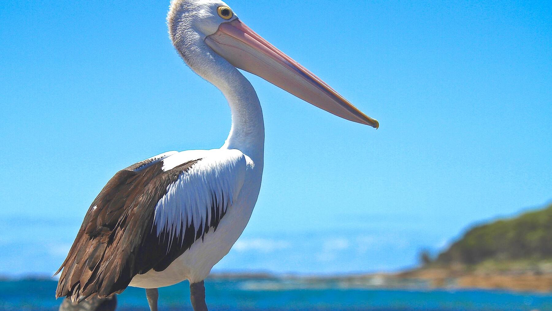El único continente donde no verás un pelícano y otras curiosidades de esta ave