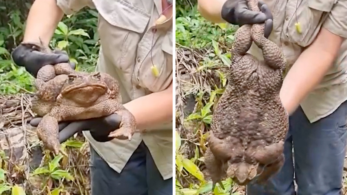 En video: capturan a un gigantesco y venenoso sapo en la selva de Australia