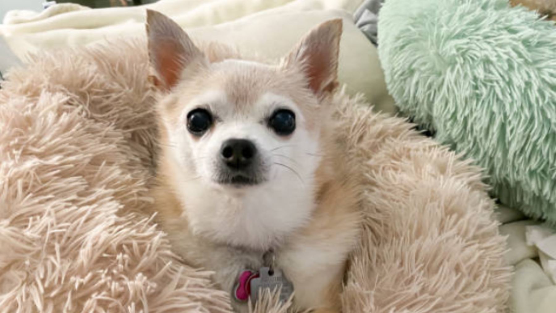 Este chihuahua gana el Guinness por ser el más viejo del mundo