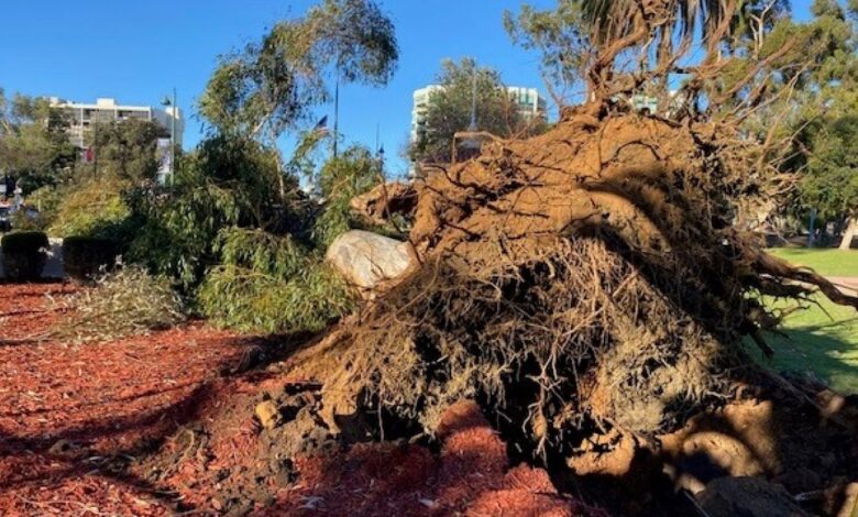 Eucalipto cae sobre una mujer en parque Balboa