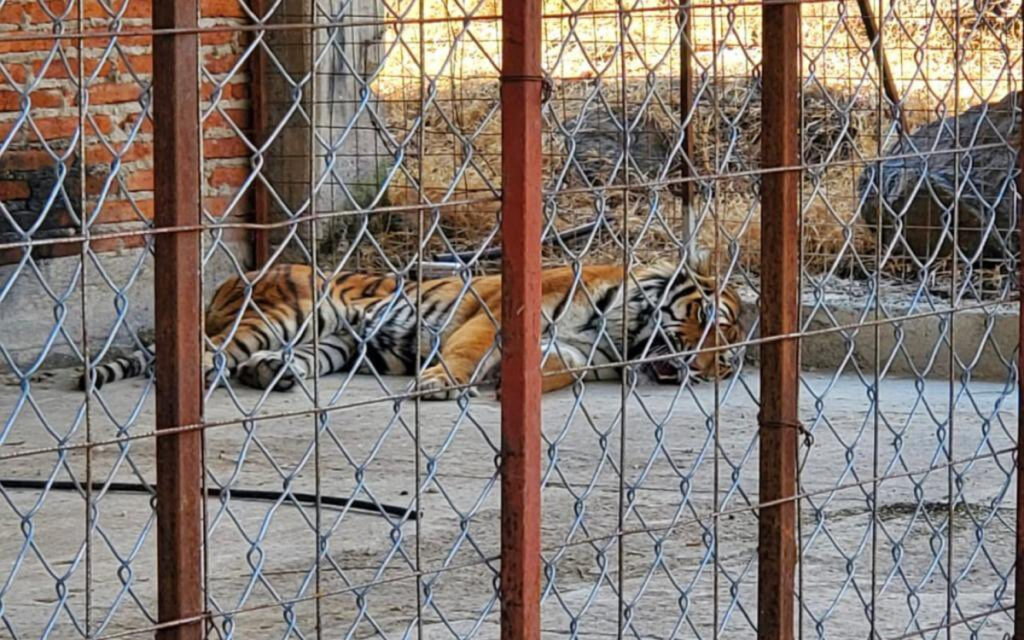 FGR asegura un tigre de bengala, búfalos y avestruces en Jalisco