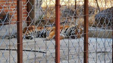 FGR asegura un tigre de bengala, búfalos y avestruces en Jalisco