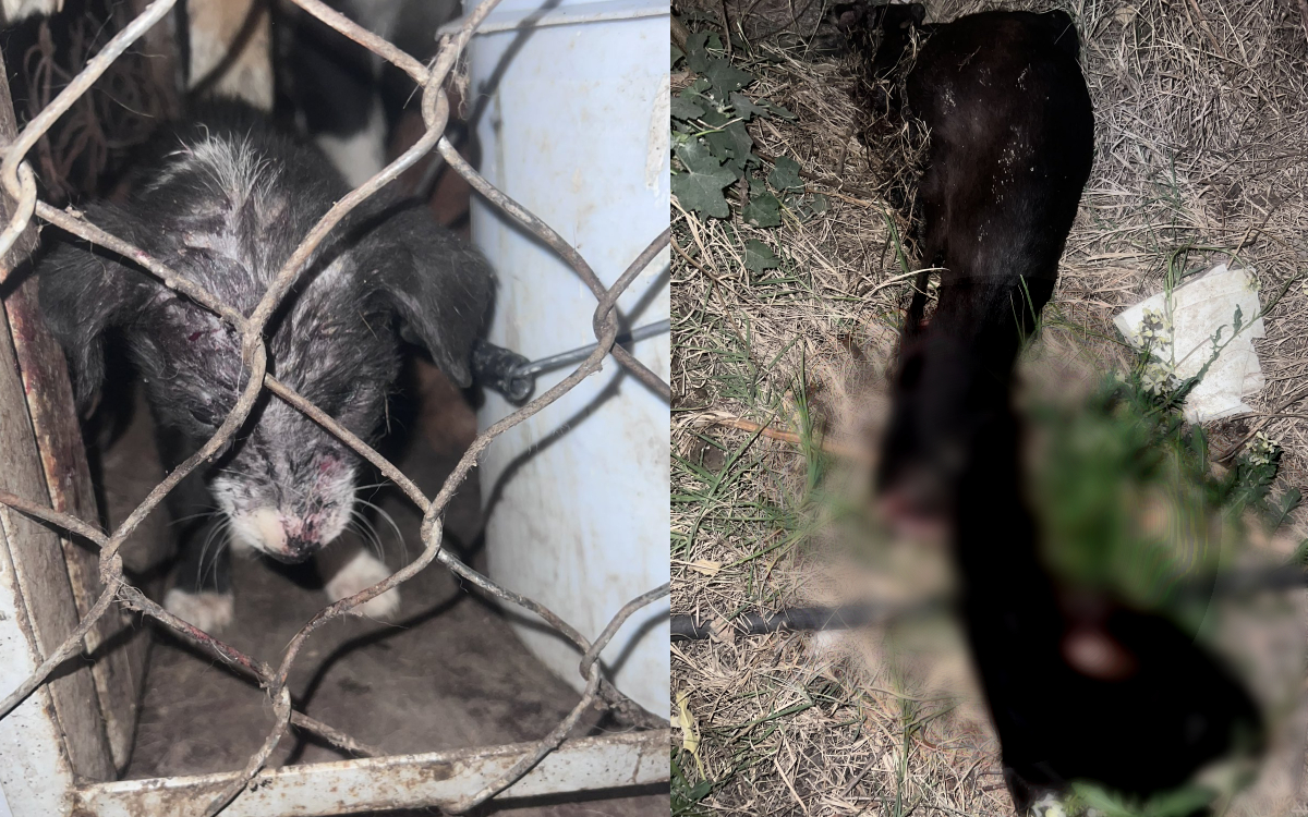 Fuertes imágenes | Denuncian fosa clandestina de perros en antirrábico clandestino en Edomex | Video