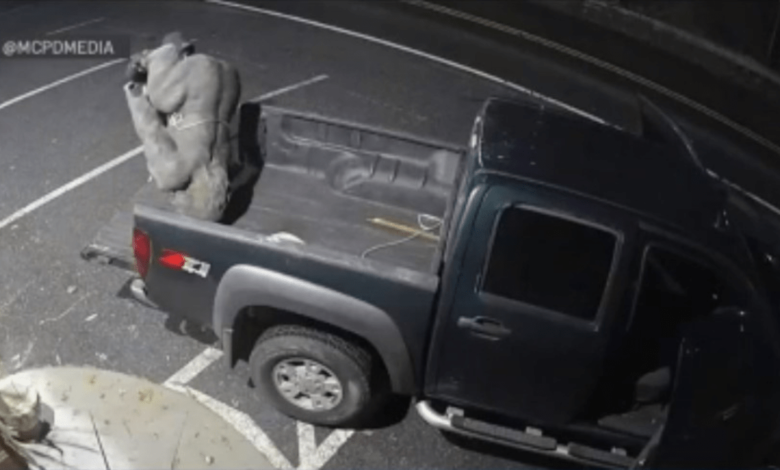 Hombre roba estatua de gorila de tienda en Maryland
