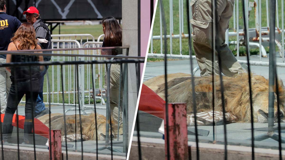 Inédito: protestan con león muerto frente a sede de gobierno en Chile