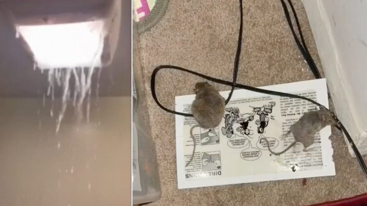 Inquilinos de viviendas denuncian condiciones insalubres