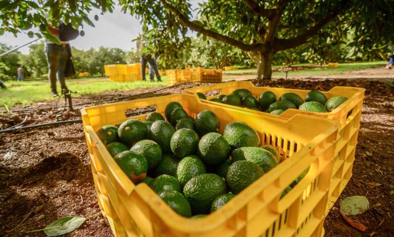 Jalisco entra al Super Bowl con el envío de 10 mil toneladas de aguacate