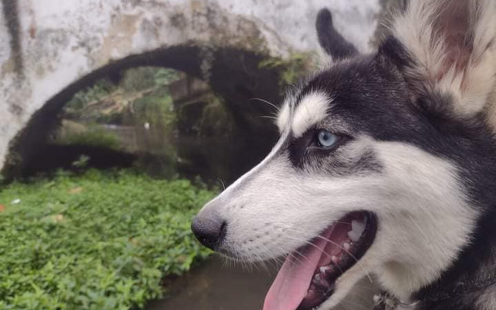 Justicia para Mío | Muere perrito al defender a su dueña de asalto en Veracruz