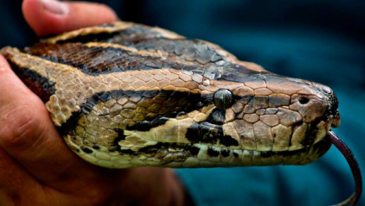 La curiosa historia de la pitón indonesia que está revolucionando Internet