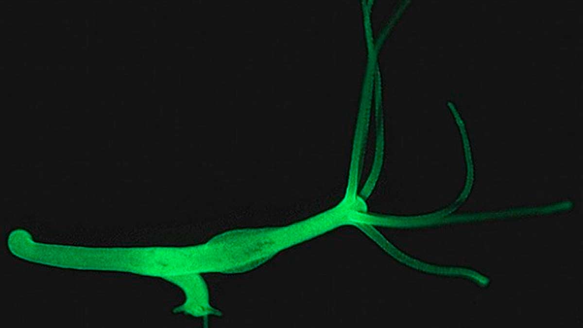 La hidra, uno de los seres vivos más resistentes que existen