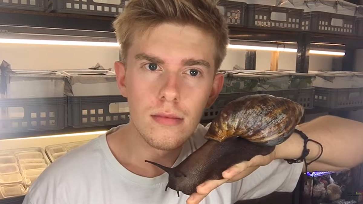 La interesante historia del caracol gigante que se ha hecho viral