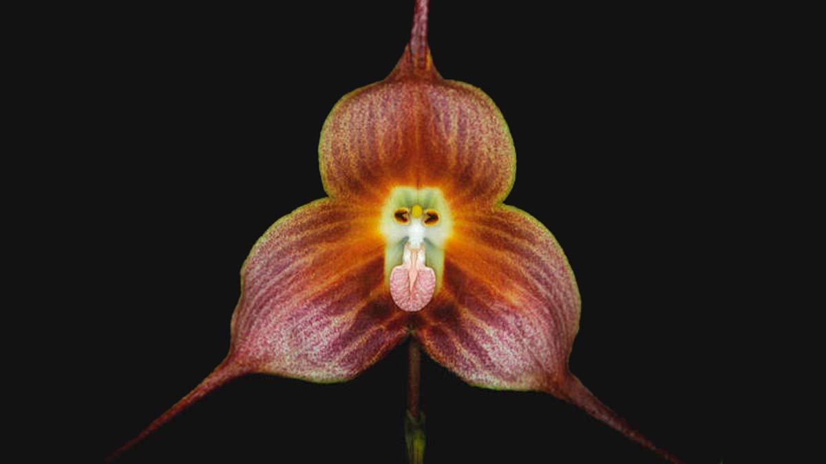 Las 5 flores más parecidas a los animales que a las plantas