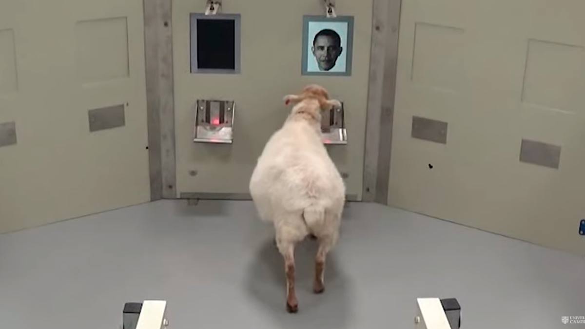 Las ovejas pueden reconocer los rostros humanos