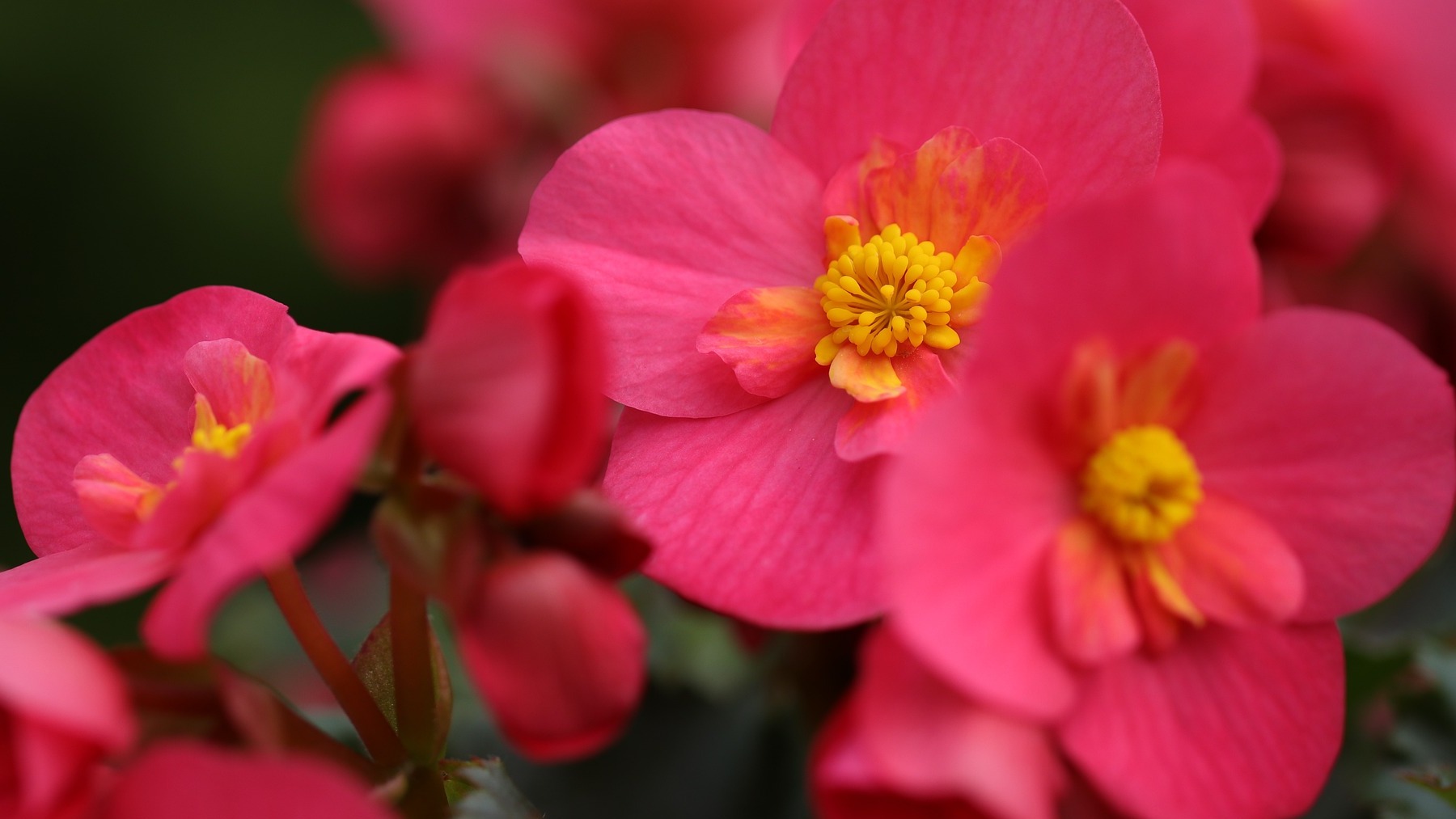 Locura con la planta que elimina el moho y la humedad de la casa