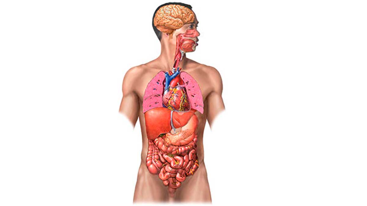 Los 5 órganos sin los que podrías vivir “perfectamente”