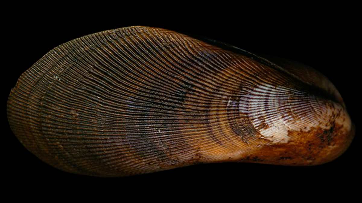 Los mejillones, el mejor remedio para la contaminación de los océanos