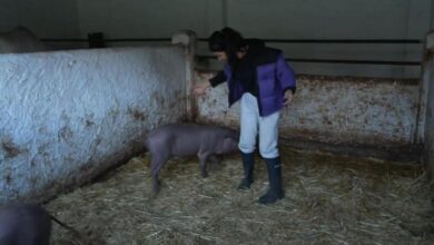 Maite Galdeano, ¡atacada por uno de los cerdos de 'Pesadilla en el paraíso'!