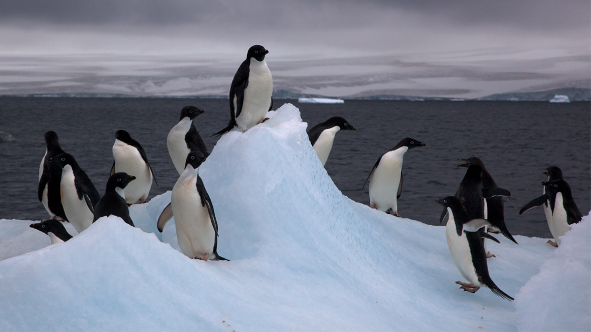 México se alegra por el nacimiento de tres crías de pingüinos Adelie