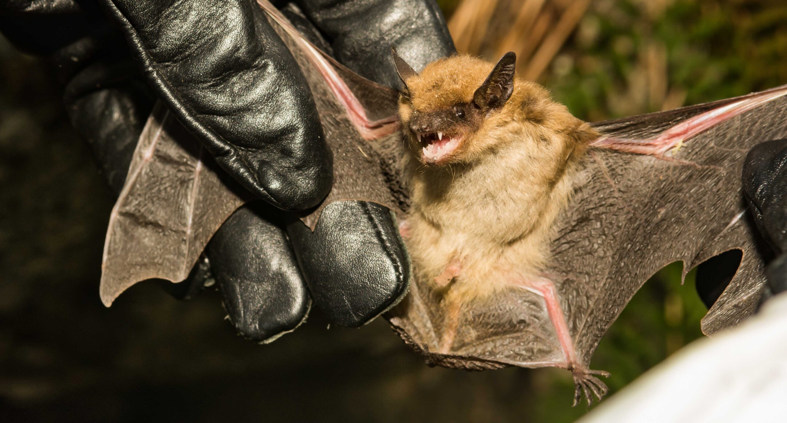 Muere niña de 8 años tras ser mordida por un murciélago con rabia en México