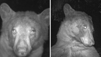 Oso de Colorado descubre cámara de vida silvestre y posa para tomarse cientos de fotos