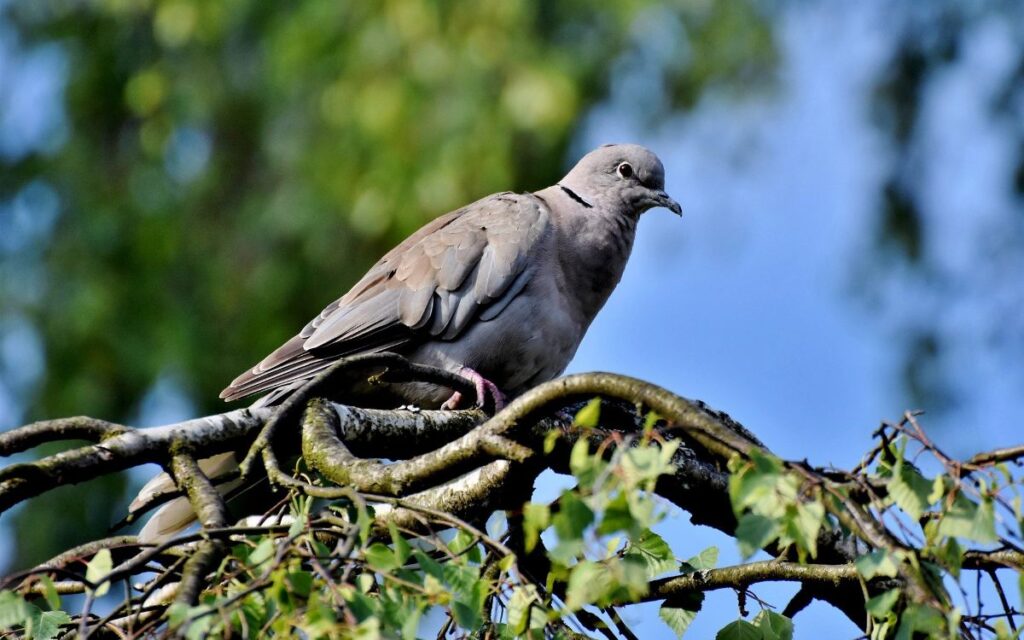 Paloma con ‘mochila’ de metanfetaminas es descubierta en una prisión